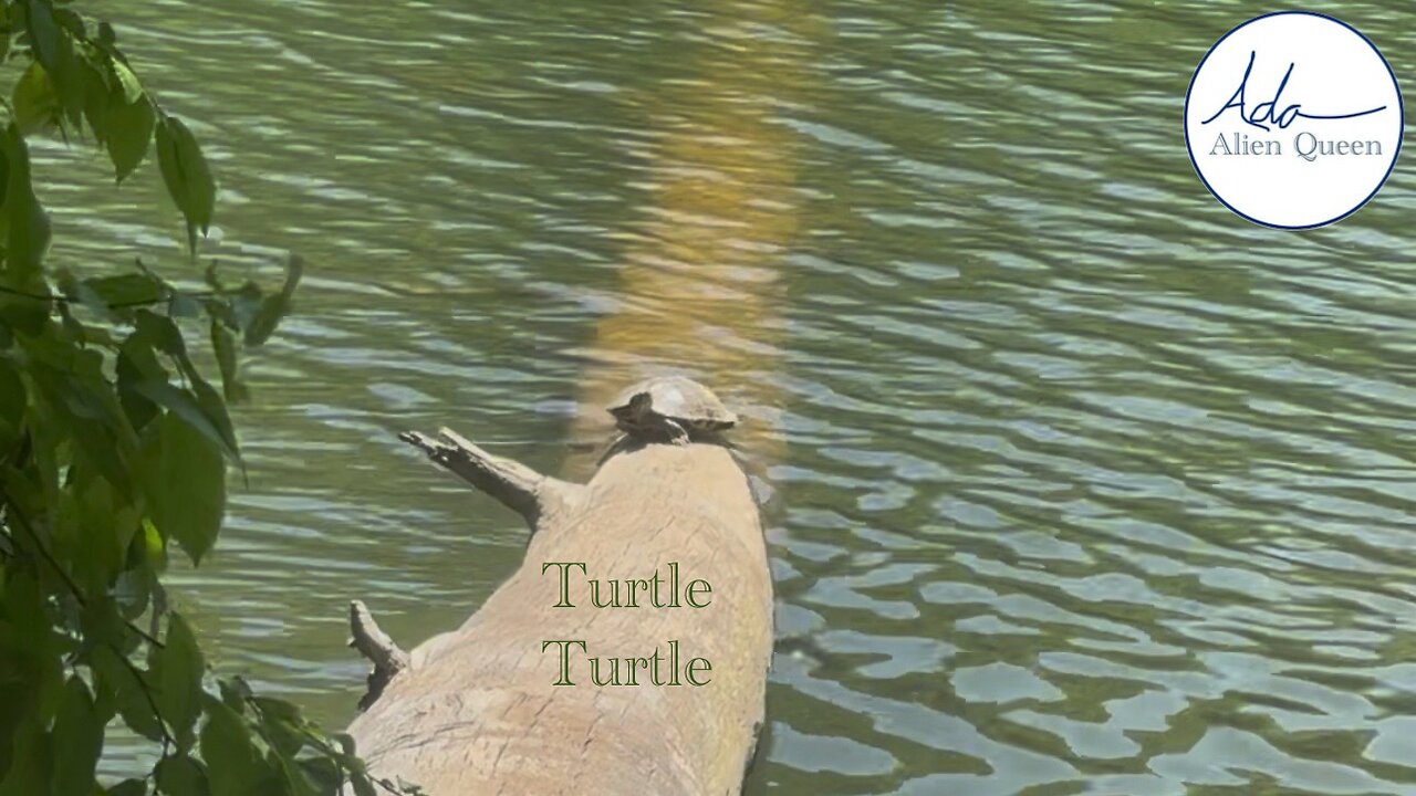 Ada Alien Queen • Ada Walks • Take # 00022• Turtle Turtle