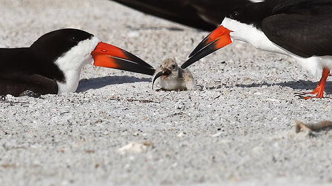 Adorable Black Skimmer Chick Gets Fed – Cutest Moment Ever!