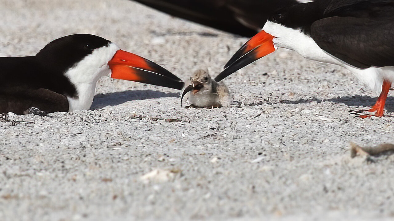 Adorable Black Skimmer Chick Gets Fed – Cutest Moment Ever!
