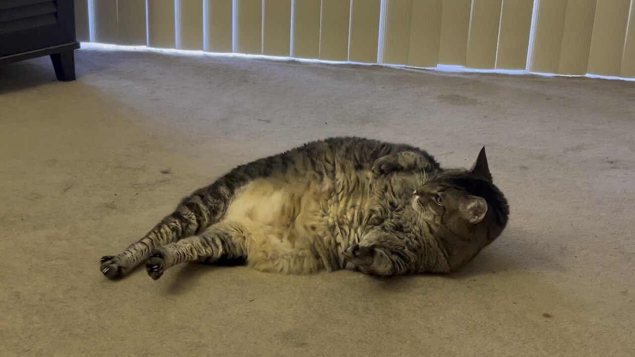 Meow