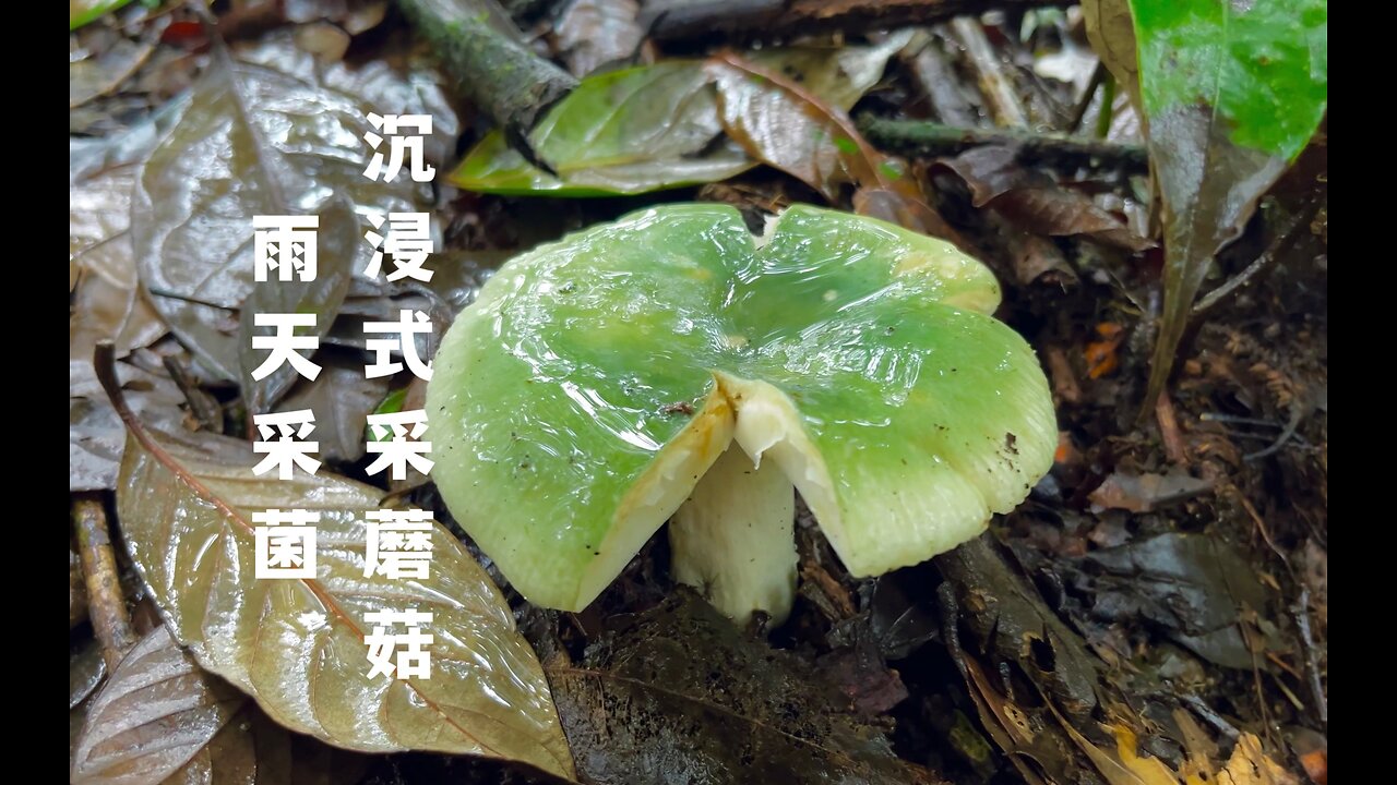 ASMR - Mushroom Hunting After a Downpour #4 (Put a Headset on)