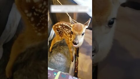 The man became the father of three cute deer and raised them