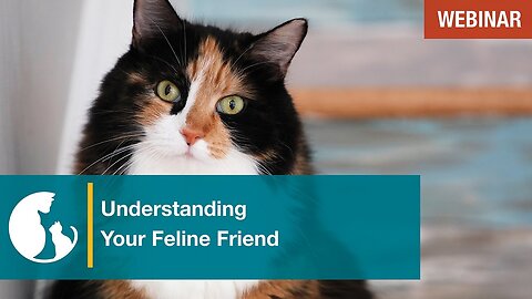 Understanding Your Feline Friend