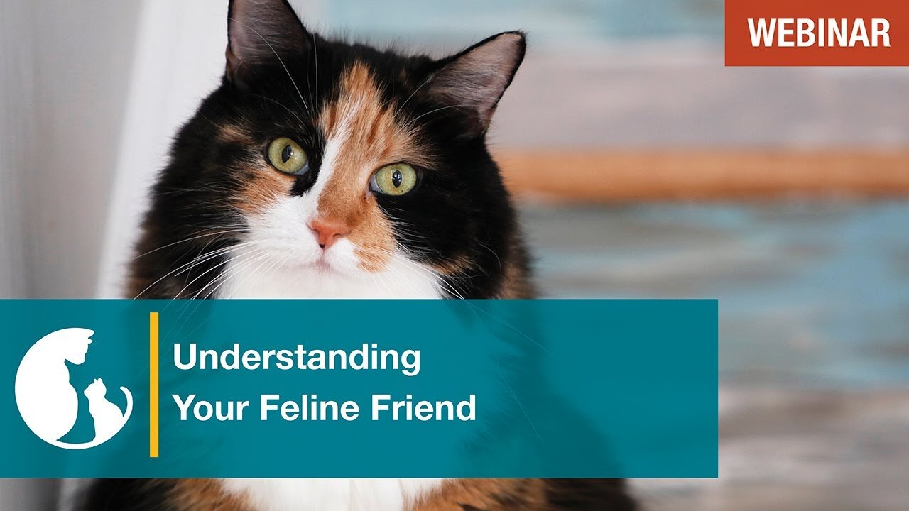Understanding Your Feline Friend