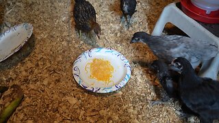 Chickens corrupted by cheese (and other leftovers).