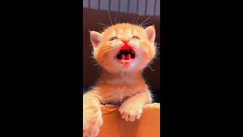 Kitten is so Cute Meow #cat #trending #fyp #fypシ #trend