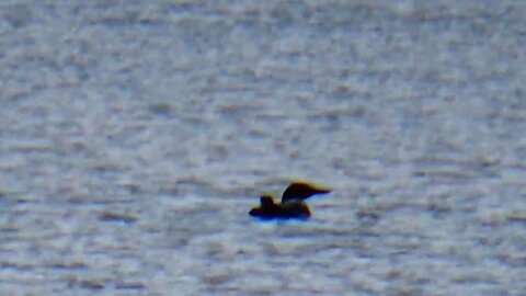 Loon