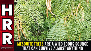 Mesquite trees are a wild foods source that can survive almost anything
