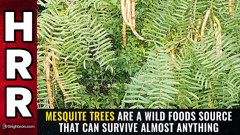 Mesquite trees are a wild foods source that can survive almost anything