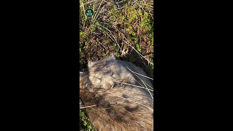 Wombat very dangerous 😱
