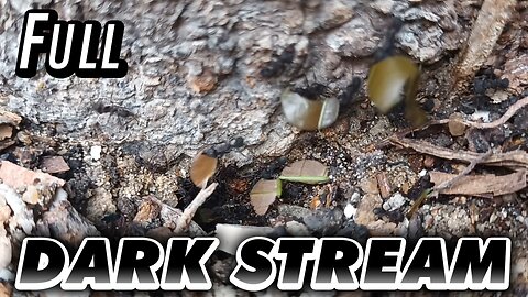 ASMR | The anthill legionaries, seen in a lively display of work day - Full