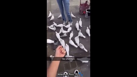 Funny animals 2024😂- Funniest Cats and Dogs Video😹🐶 #13