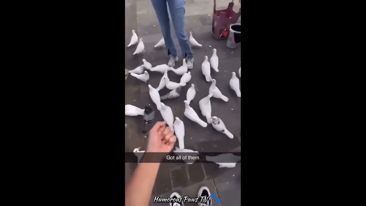 Funny animals 2024😂- Funniest Cats and Dogs Video😹🐶 #13