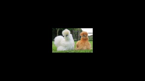 Silkie hens