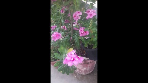 खुबसूरत