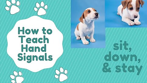 Hand Signals To Teach Your Dog - Dog Training