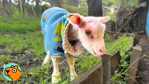 Lamb Born Without Wool is Finally Warmed by Love | Cuddle Buddies 