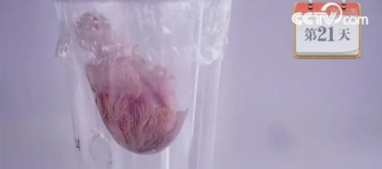 China First Chick Hatched Without an Eggshell . CCTV English