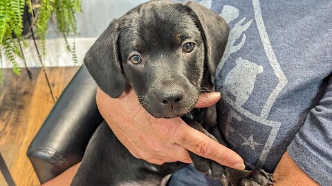 Pet of the Week: Hermes at Happy Tails Humane Society