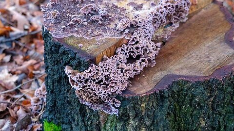 "Deadly Plant Fungus Infects Man in World's First Reported Case"