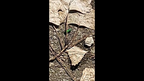 metallic green bug
