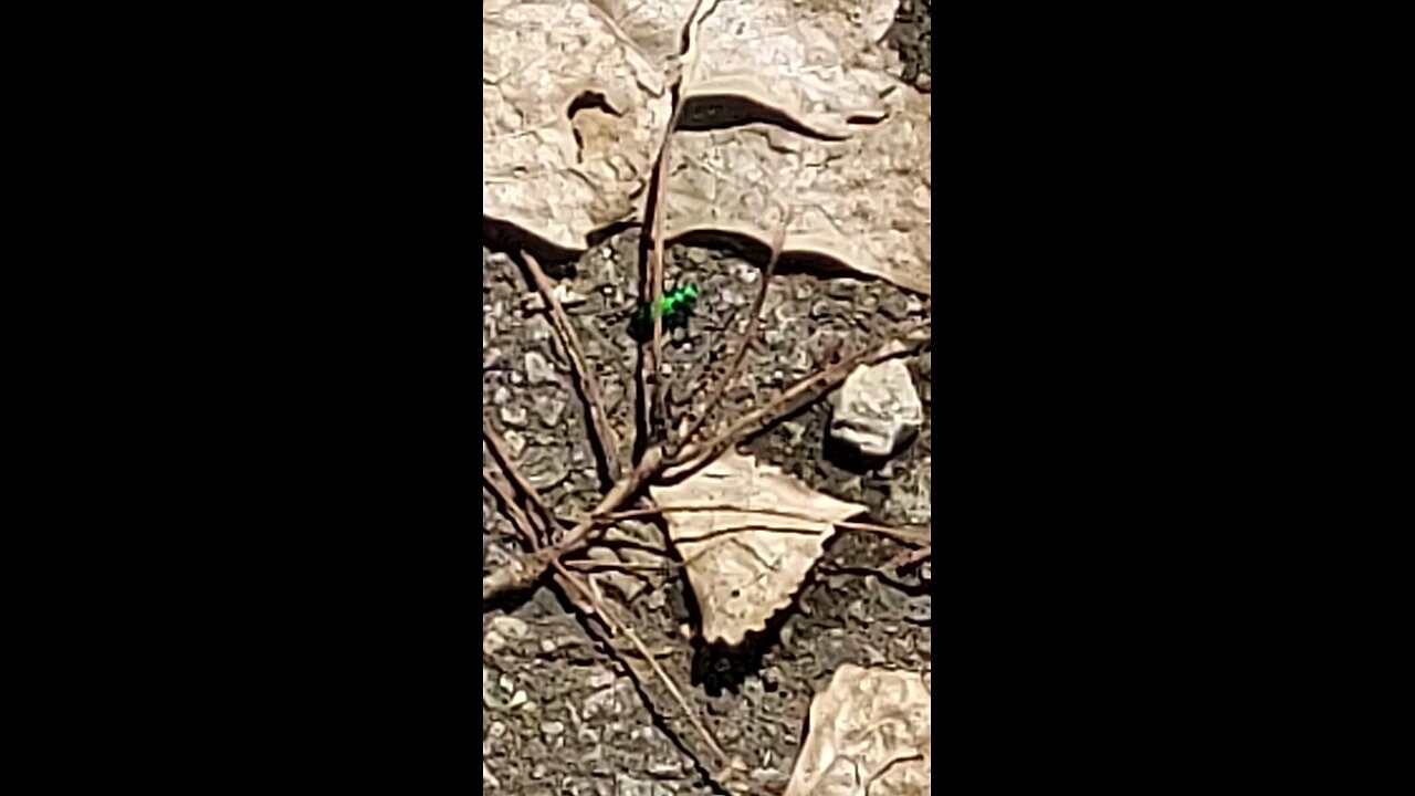 metallic green bug