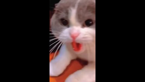 funny cat fail part 1 /