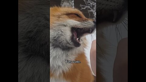 Fox core. 🦊🦊