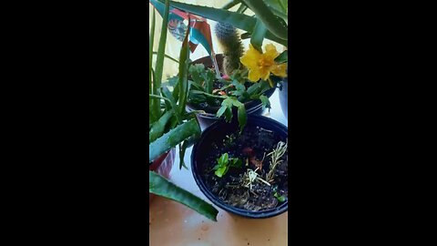 My plants