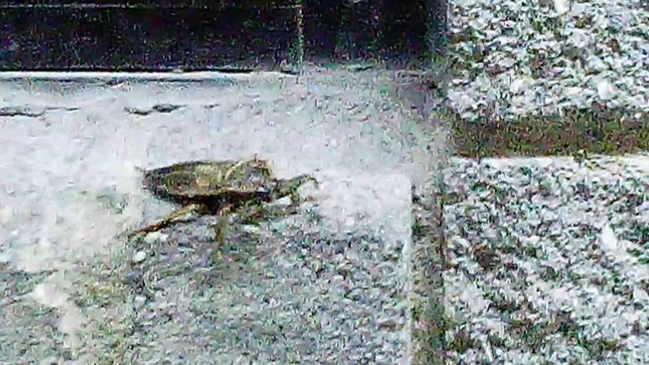 weird bug