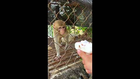 Caring for an Abandoned Monkey, the Mysterious Behaviors of Monkeys #8