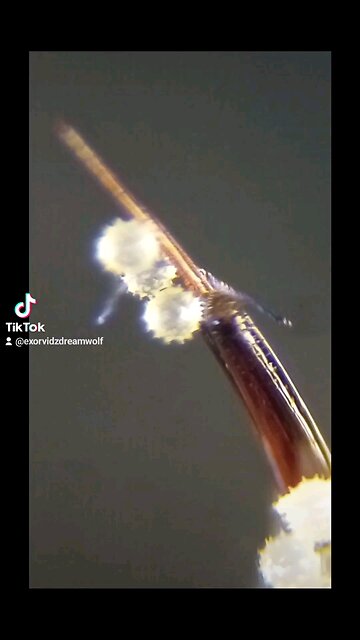 Wasp Stinger with Blue MorgellonRibbon.