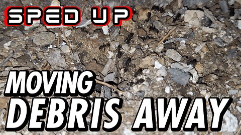 ASMR | Ants working under a richly varied symphony of city sounds at night - Sped up