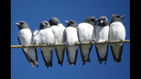 More Bird Watch Utah slideshow data with audio - Jan 13 2026 -