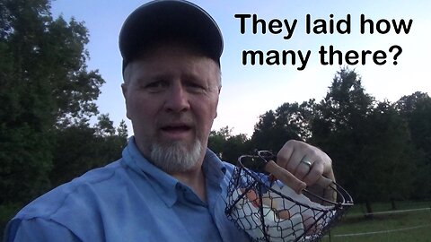 Egg laying mystery solved!
