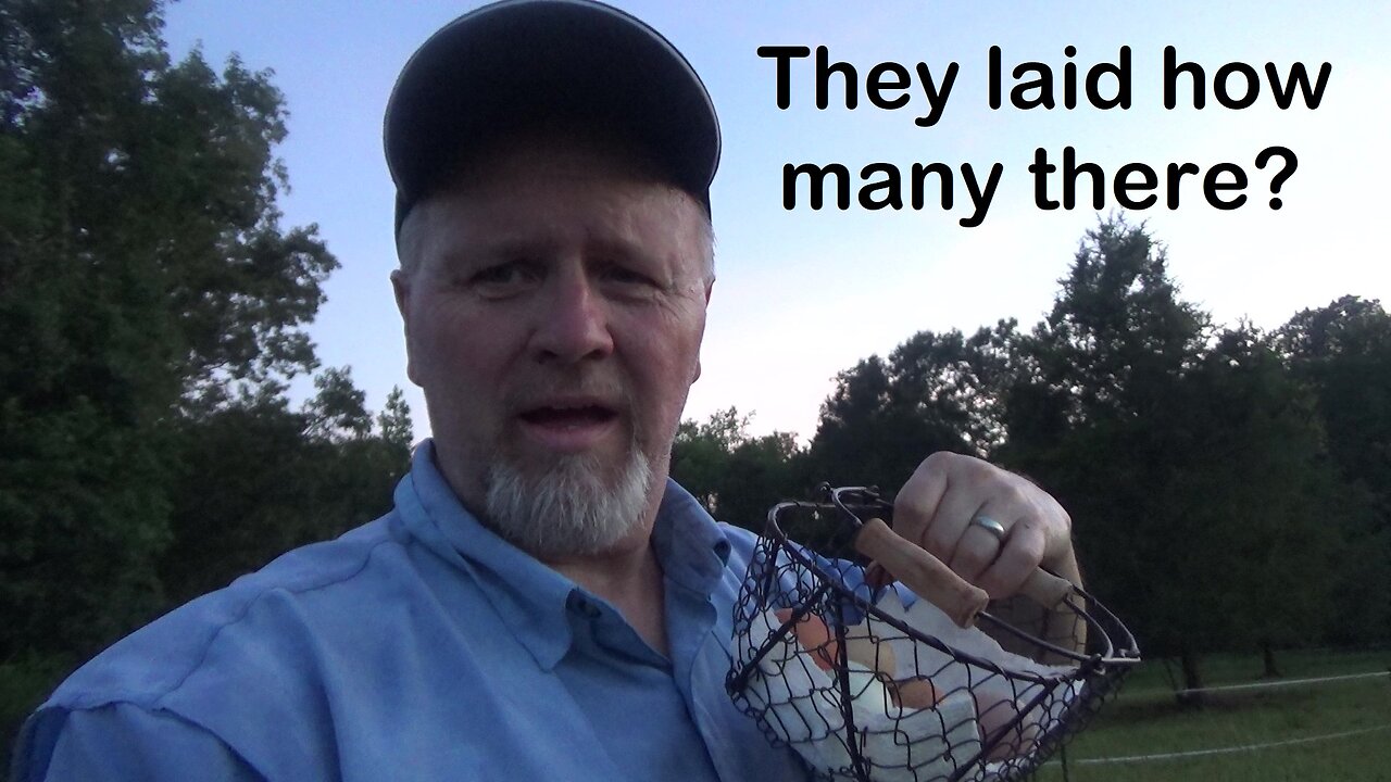Egg laying mystery solved!