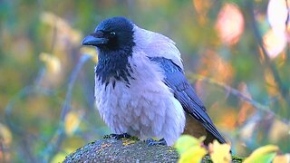 Hooded Crows Scratching and Grooming on a Tree Branch