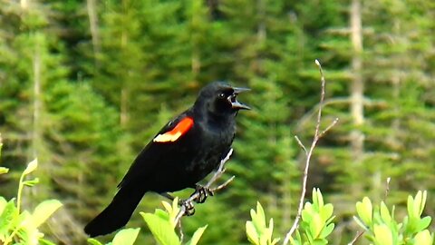 Red-winged blackbird