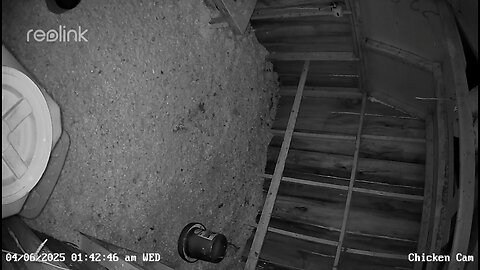Raccoon chasing chicken in coop