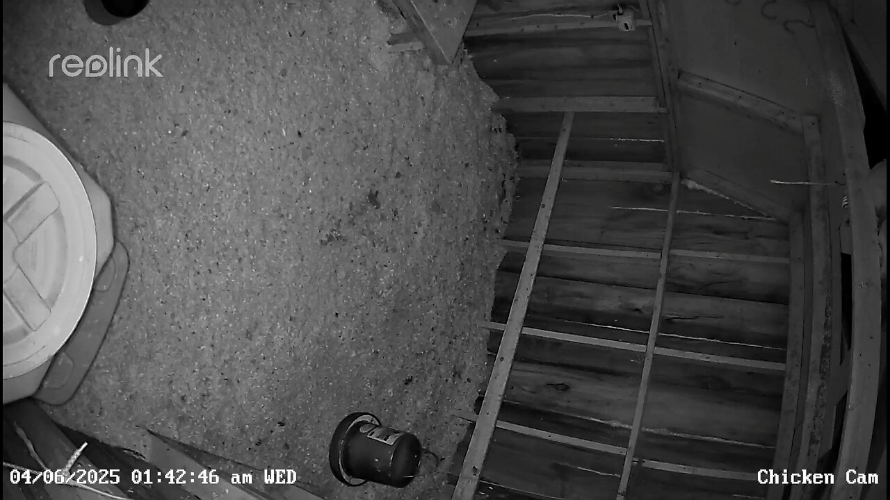 Raccoon chasing chicken in coop