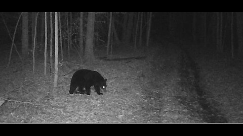 Trail Cam Tuesday, January 20th, 2026