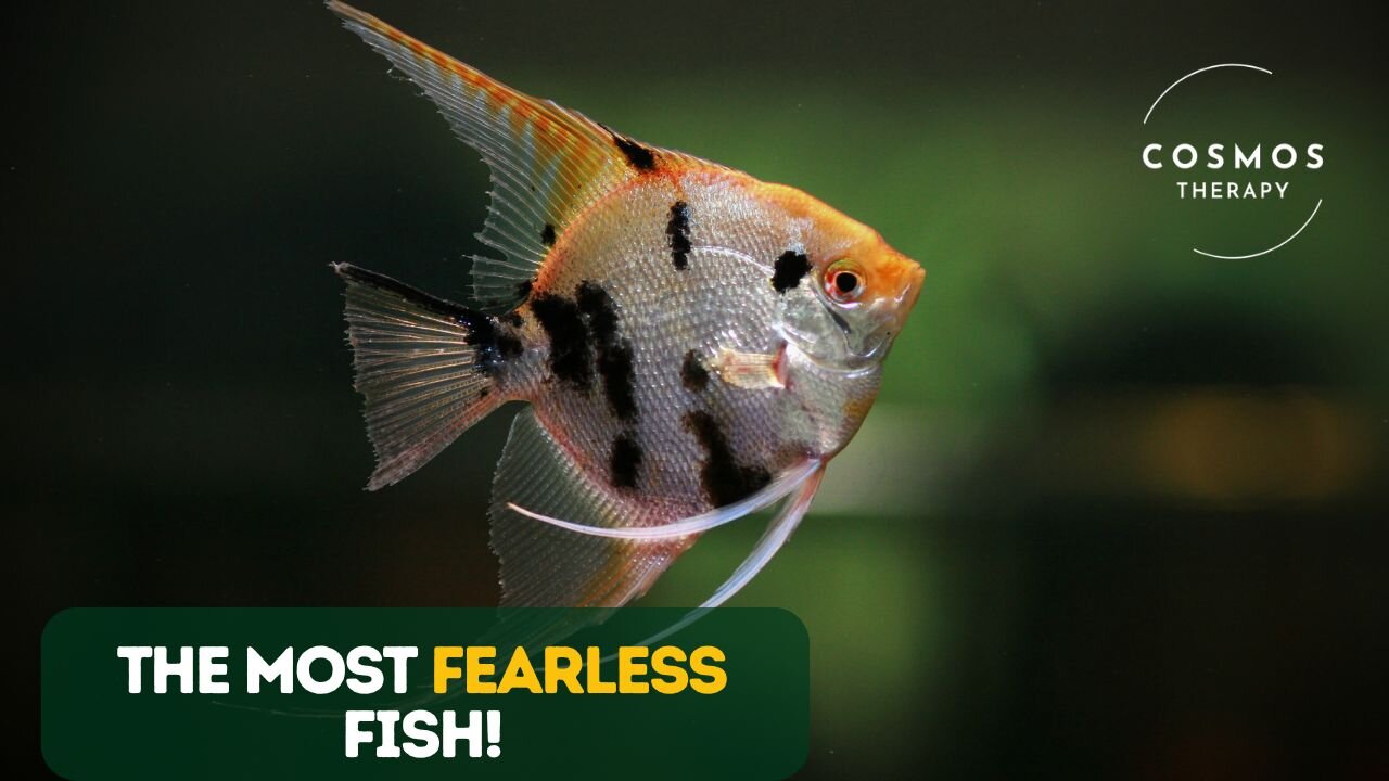 Why Triggerfish Are the Most Fearless Fish in the Ocean