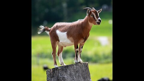 Goats