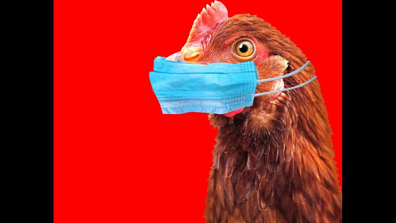 Bird Flu Scam: This is how it worked