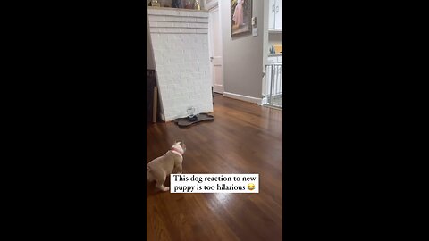This dog reaction to new puppy. is to hilarious