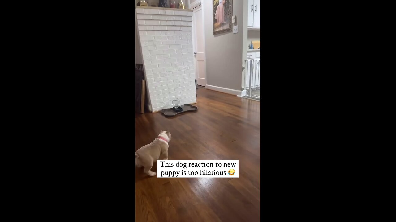 This dog reaction to new puppy. is to hilarious
