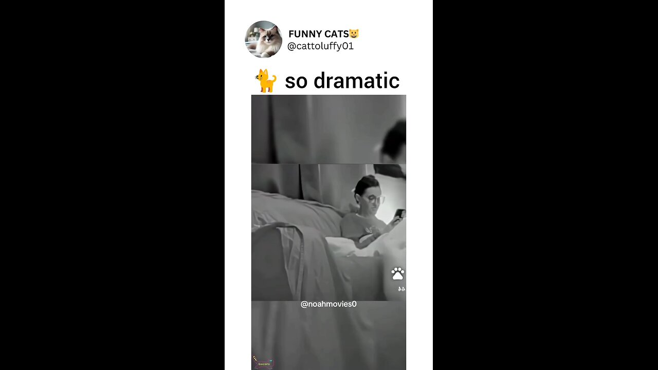 funny cats 🤣😂😂