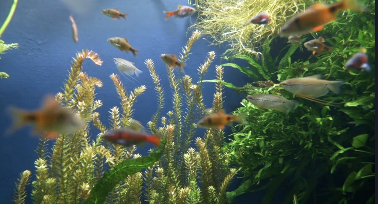 Relaxing Fish Swimming And Music To Sleep To