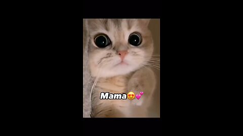 Mama kitni Cut billi hai ye😘😘😘