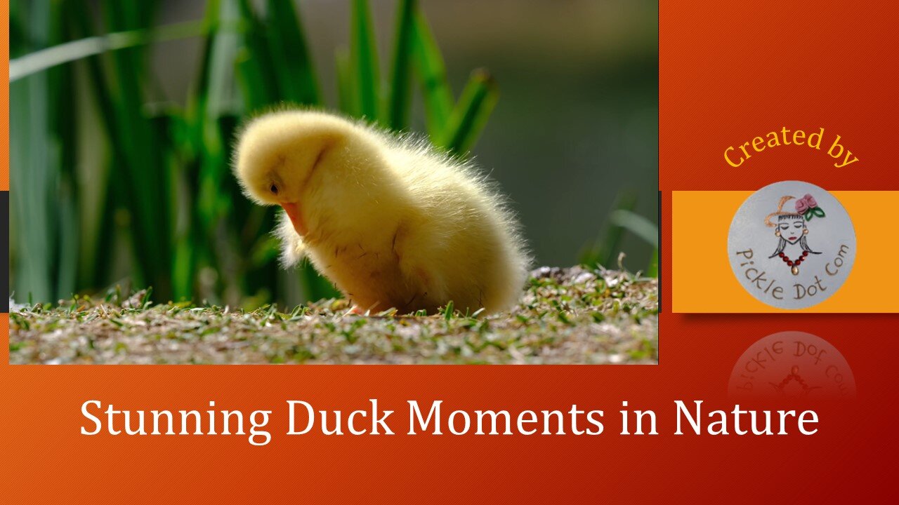 Unbelievable! My Pet Duck Did This… 😱🦆
